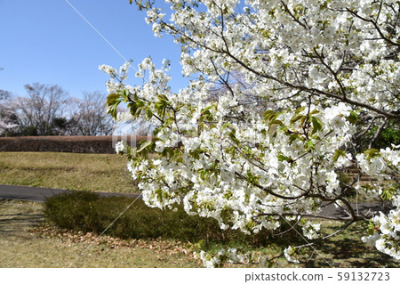 Blue sky and cherry spring image 59132723