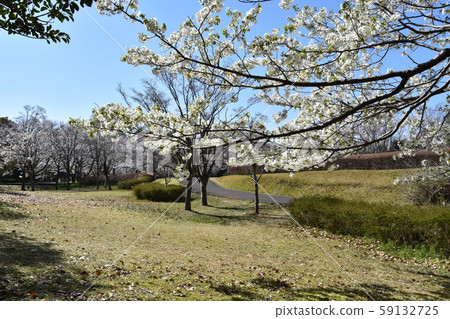 Oba Castle Park, cherry blossom, spring image 59132725