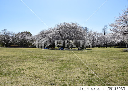 歐巴城堡公園櫻花春天圖像 歐巴城堡公園櫻花春天圖像 59132985