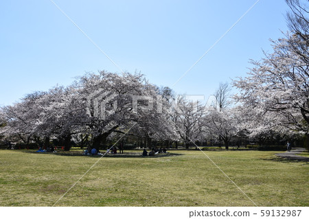 歐巴城堡公園櫻花春天圖像 59132987