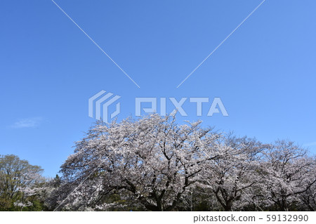 藍天和櫻桃春天圖像 藍天和櫻桃春天圖像 59132990