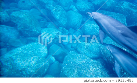 野生海豚父母和孩子水下照片 59133493