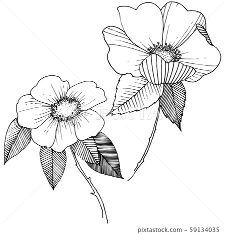 Wild rose in a vector style isolated. 59134035