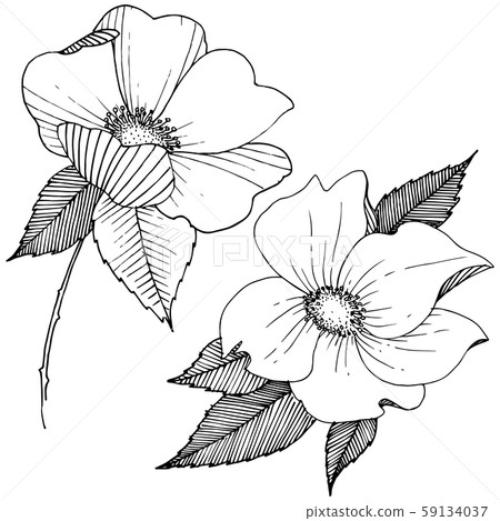 Wild rose in a vector style isolated. Wild rose in a vector style isolated. 59134037