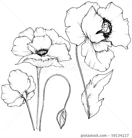 Wildflower poppy in a vector style isolated. 59134227