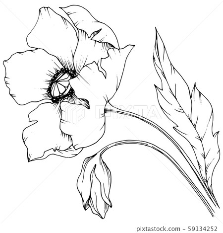 Wildflower poppy in a vector style isolated. 59134252