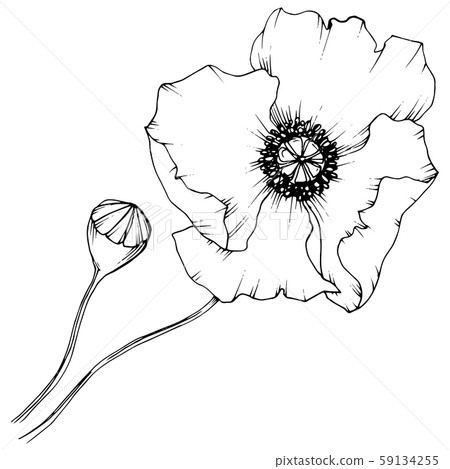 Wildflower poppy in a vector style isolated. Wildflower poppy in a vector style isolated. 59134255