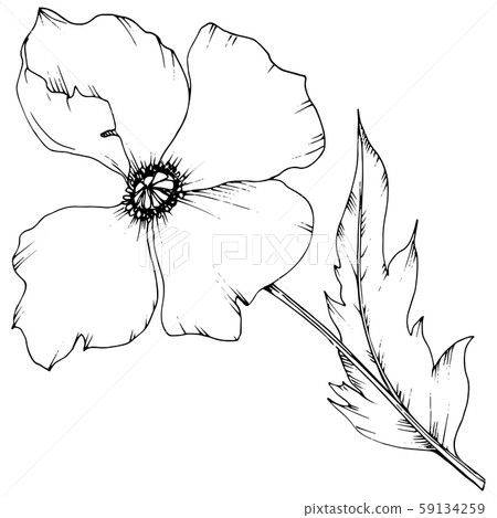 Wildflower poppy in a vector style isolated. Wildflower poppy in a vector style isolated. 59134259