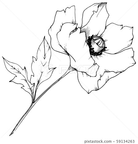 Wildflower poppy in a vector style isolated. Wildflower poppy in a vector style isolated. 59134263