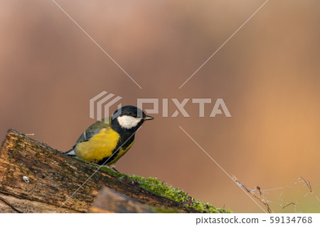 Wildlife shot of Great tit (Parus major) on branch. Wildlife shot of Great tit (Parus major) on branch. 59134768