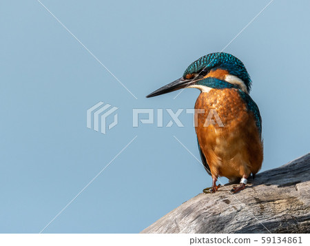 Wildlife shot of Common kingfisher (Alcedo atthis) on the branch. 59134861