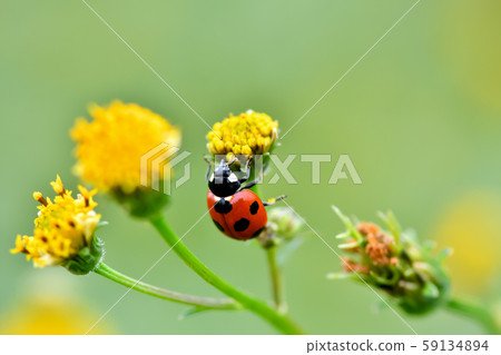 Nana Hoshi Tentou Nana Hoshi Tentou 59134894