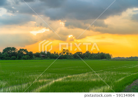 golden sunset above the rice fields. 59134904