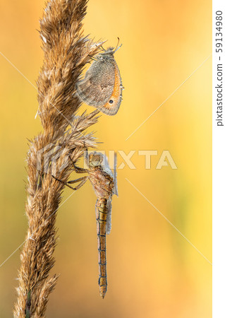 Macro shot of dragonfly and butterfly on the flower. Dragonfly ane buttefly in the nature habitat Macro shot of dragonfly and butterfly on the flower. Dragonfly ane buttefly in the nature habitat 59134980