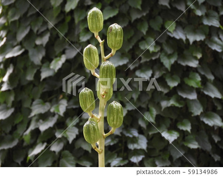 Ooubayuri Ooubayuri 59134986