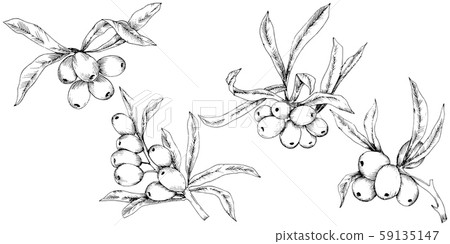 Hippophae plant vector icon on white background. Hippophae plant vector icon on white background. 59135147