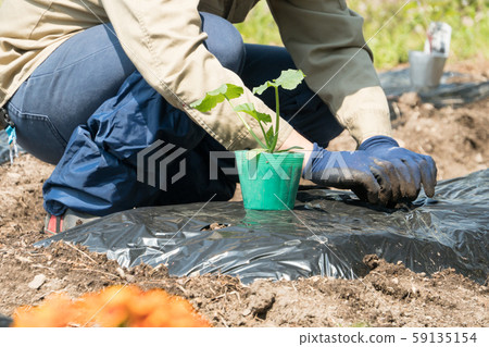 苗木種植 苗木種植 59135154