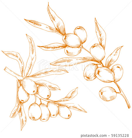 Orange hippophae plant. Vector icon on white background. 59135228