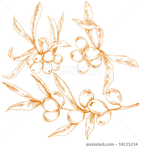 Orange hippophae plant. Vector icon on white background. Orange hippophae plant. Vector icon on white background. 59135234