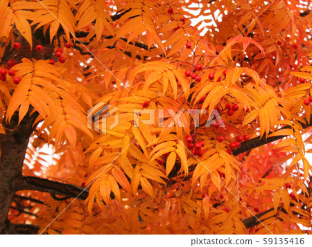 Autumn scene in Mellerud, Sweden. Autumn scene in Mellerud, Sweden. 59135416