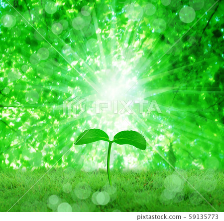 Sprout from young leaves Sprout from young leaves 59135773