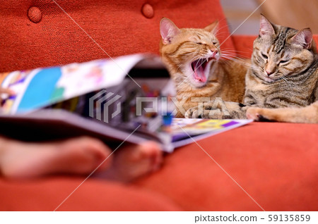 Life with a cat Children's picture book 2 59135859