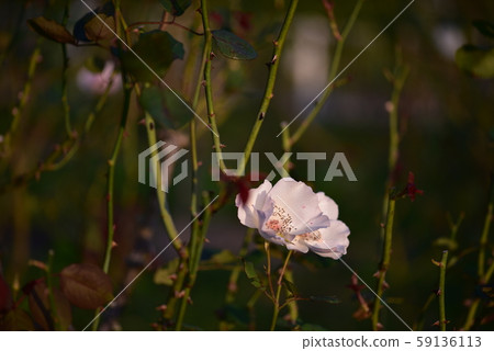 玫瑰花朵（Ellen Wilmot）2019秋冬 59136113