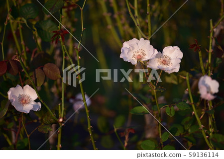 Rose flower (Ellen Wilmot) Fall 2019 Rose flower (Ellen Wilmot) Fall 2019 59136114