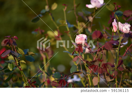 Rose flower (Ellen Wilmot) Fall 2019 59136115