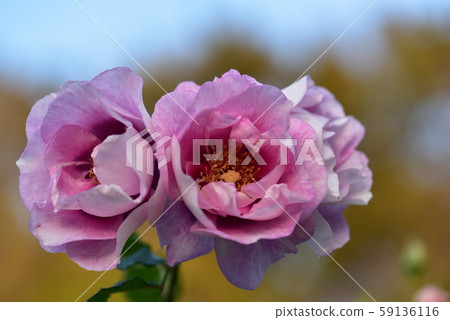 玫瑰花朵（Eyes for You）2019秋季 59136116