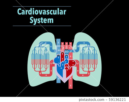Simple illustration of circulatory system focused on heart and lungs on black background Simple illustration of circulatory system focused on heart and lungs on black background 59136221