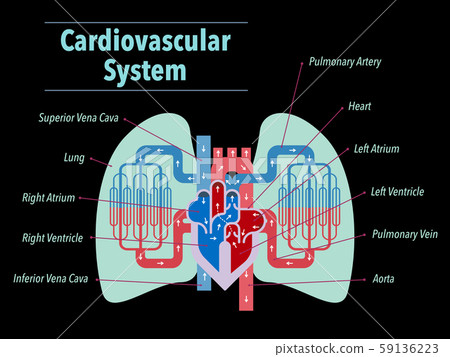 A simple illustration of the circulatory system focused on the heart and lungs with the names of each part written in English on a black background A simple illustration of the circulatory system focused on the heart and lungs with the names of each part written in English on a black background 59136223