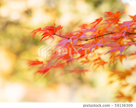 Momiji who changed leaves Momiji who changed leaves 59136309