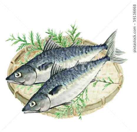 Mackerel mackerel mackerel hiba colander watercolor 59136668