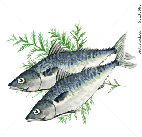 Mackerel mackerel mackerel hiba watercolor 59136669