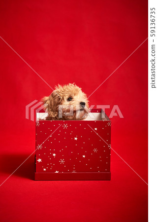 little cute puppy sits in a gift box on red background little cute puppy sits in a gift box on red background 59136735