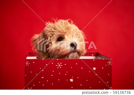 little cute puppy sits in a gift box on red background little cute puppy sits in a gift box on red background 59136736