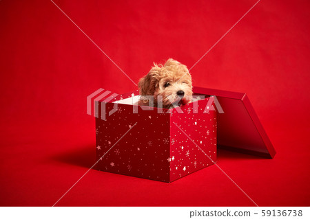 little cute puppy sits in a gift box on red background little cute puppy sits in a gift box on red background 59136738