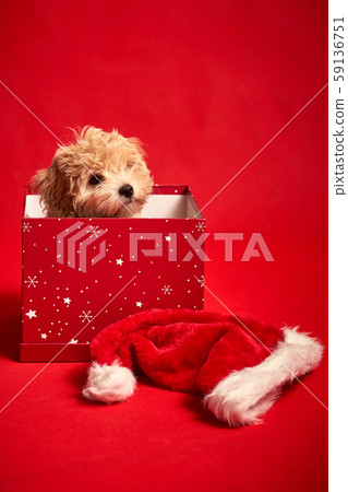 little cute puppy sits in a gift box on red background little cute puppy sits in a gift box on red background 59136751