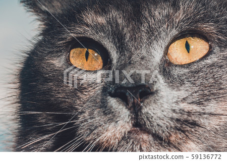 Dark gray cat with yellow eyes looks straight into Dark gray cat with yellow eyes looks straight into 59136772