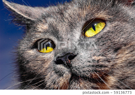 Dark gray cat with yellow eyes looks straight into Dark gray cat with yellow eyes looks straight into 59136773