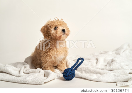puppy playing with a toy on a towel on a white background puppy playing with a toy on a towel on a white background 59136774