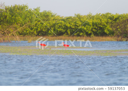Scarlet ibis from Lencois Maranhenses National 59137053