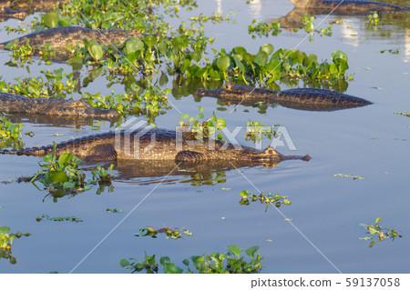 Caiman floating on Pantanal, Brazil 59137058