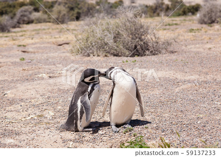 Magellanic penguin close up. Punta Tombo penguin 59137233