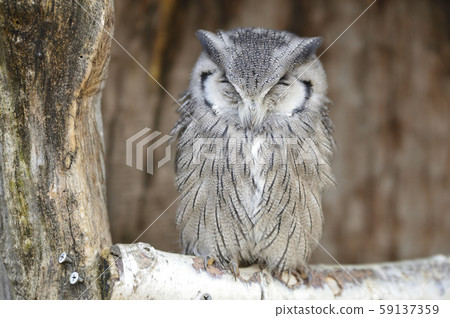 African elephant hazuku 59137359