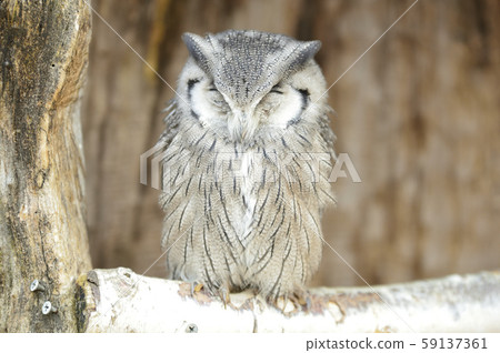 African elephant hazuku 59137361