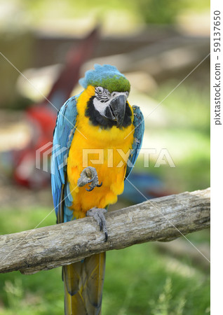 Ruri Macawo Ruri Macawo 59137650