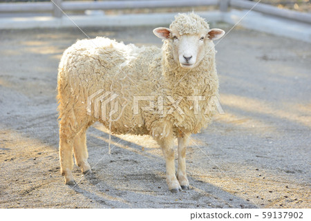 Sheep_sheep Sheep_sheep 59137902