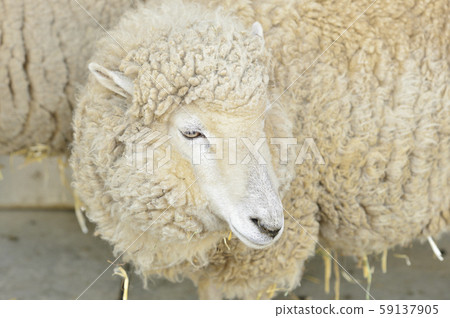 Sheep_sheep 59137905